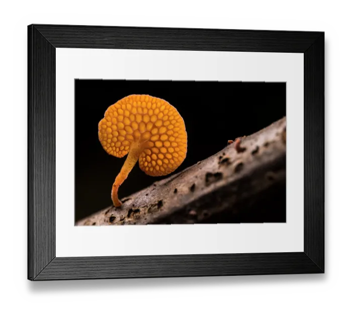 Framed Print : Orange pore fungus (Favolaschia claudopus) growing on a branch, Genoa, Italy. November Framed Print : Orange pore fungus (Favolaschia claudopus) growing on a branch, Genoa, Italy. November