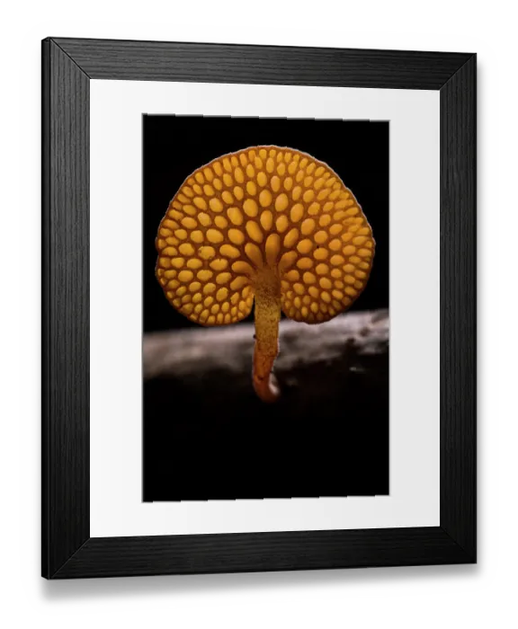 Framed Print : Orange pore fungus (Favolaschia claudopus) growing on a branch, Genoa, Italy. November Framed Print : Orange pore fungus (Favolaschia claudopus) growing on a branch, Genoa, Italy. November
