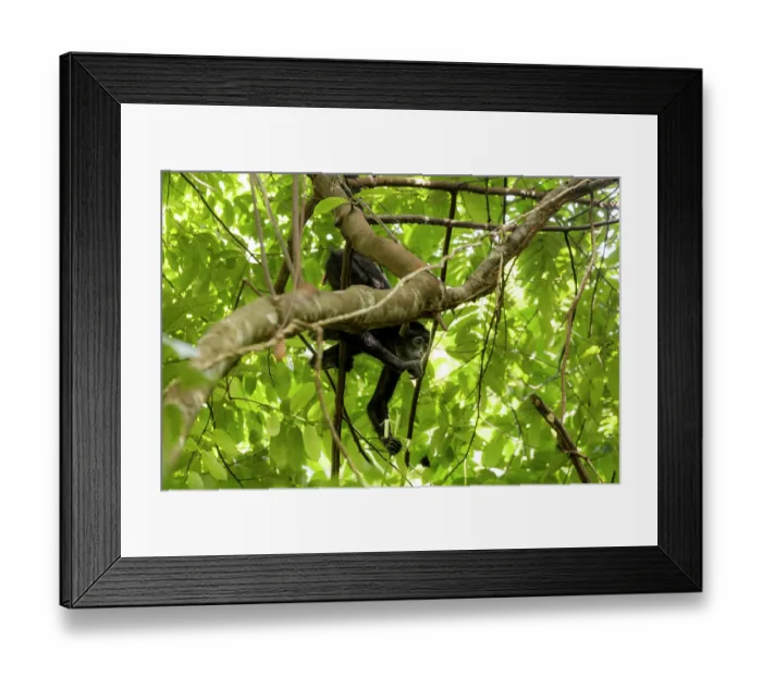 Framed Print : Colombian black spider monkey (Ateles fusciceps rufiventris) female, hanging from branch feeding on herbaceous plant (Philodendron sp.), Marimonda, Necocli, Colombia. Endangered
