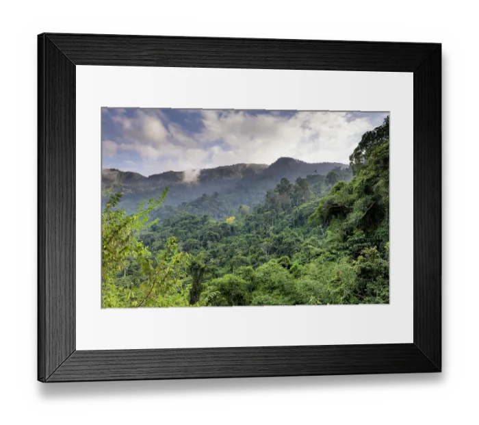 Framed Print : Mountain rainforest in Sierra Nevada de Santa Marta, between El Encanto and Kemakumake, Colombia. December, 2021
