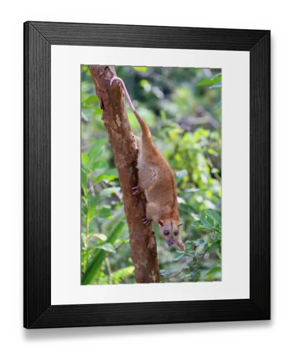 Framed Print : Northern common cuscus (Phalanger orientalis) climbing down tree trunk, feeding on leaves, Waigeo, Raja Ampat, West Papua