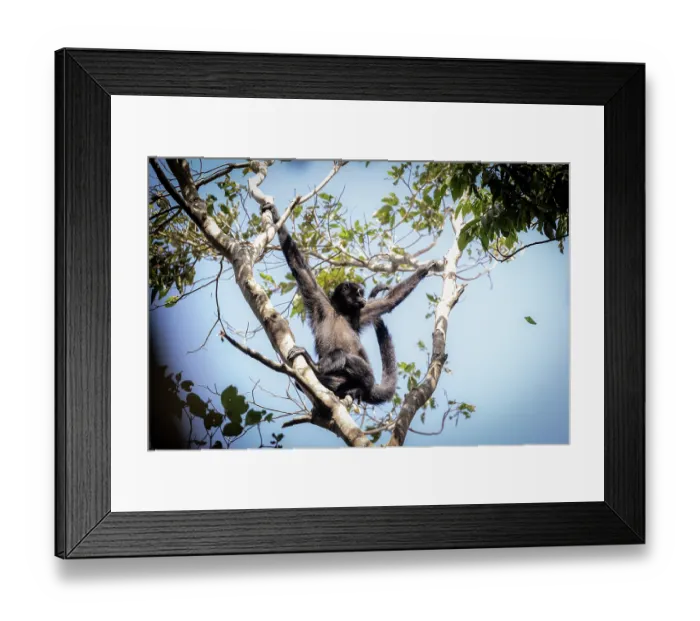 Framed Print : Colombian black spider monkey (Ateles fusciceps rufiventris) female, resting in tree with arms outstretched grabbing on to branches, Marimonda, Necocli, Colombia. Endangered Framed Print : Colombian black spider monkey (Ateles fusciceps rufiventris) female, resting in tree with arms outstretched grabbing on to branches, Marimonda, Necocli, Colombia. Endangered
