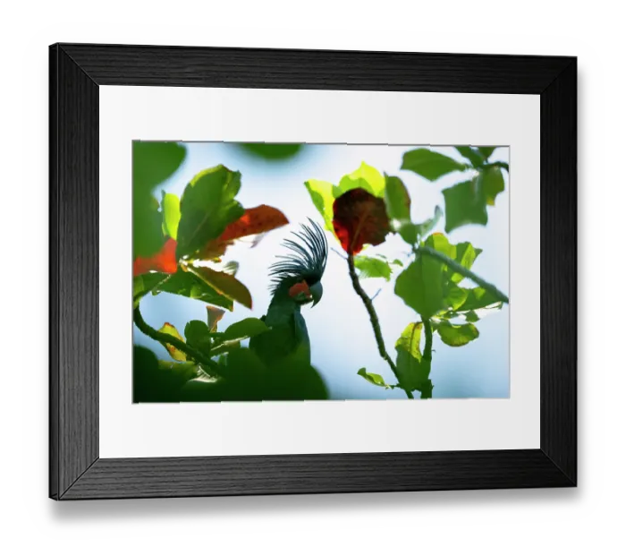 Framed Print : Palm cockatoo (Probosciger aterrimus) perched on branch displaying crest, Waigeo, Raja Ampat, West Papua Framed Print : Palm cockatoo (Probosciger aterrimus) perched on branch displaying crest, Waigeo, Raja Ampat, West Papua
