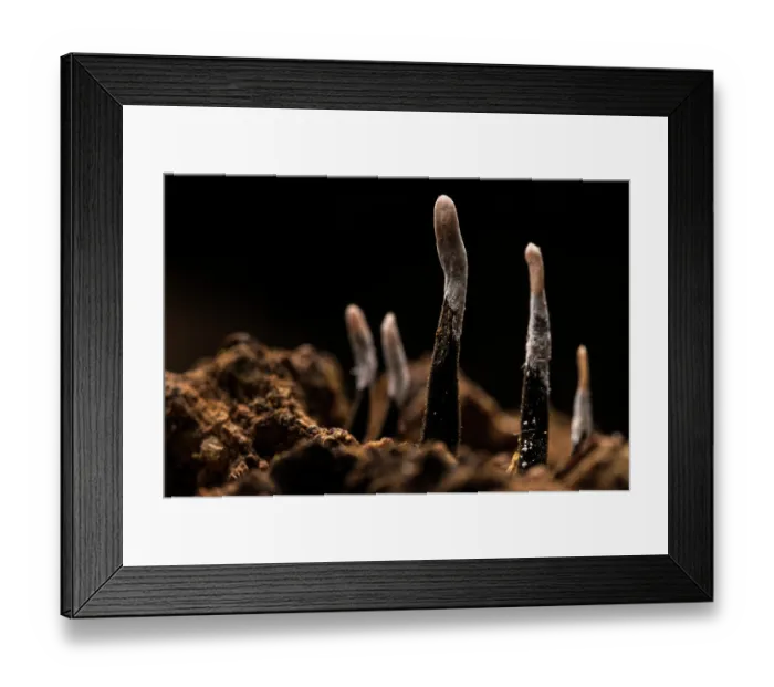 Framed Print : Candlesnuff fungus (Xylaria hypoxylon) close up, Antola Regional Park, Genoa, Italy. October Framed Print : Candlesnuff fungus (Xylaria hypoxylon) close up, Antola Regional Park, Genoa, Italy. October