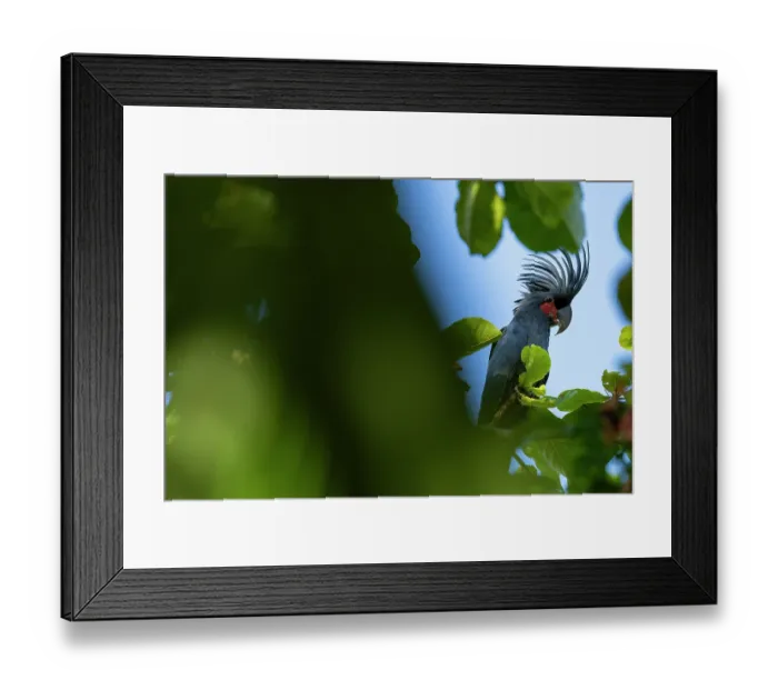 Framed Print : Palm cockatoo (Probosciger aterrimus) perched on branch displaying crest, Waigeo, Raja Ampat, West Papua Framed Print : Palm cockatoo (Probosciger aterrimus) perched on branch displaying crest, Waigeo, Raja Ampat, West Papua