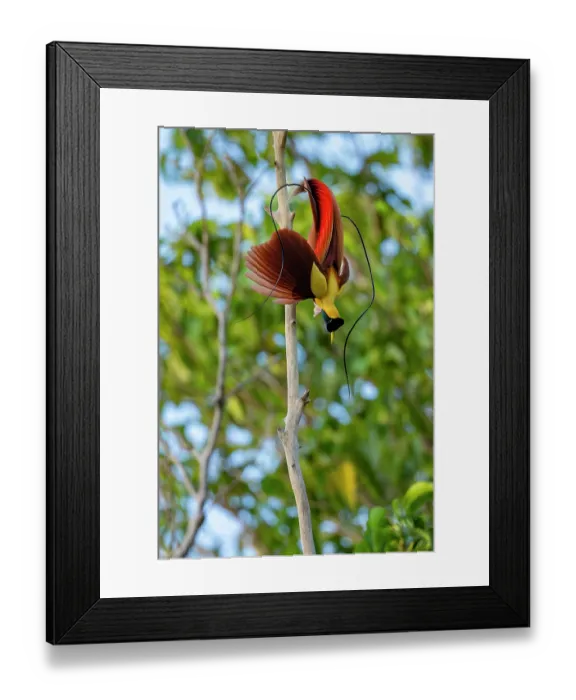 Framed Print : Red bird of paradise (Paradisaea rubra) male, perched on dead branch, displaying, Waigeo Island, Raja Ampat, West Papua, Indonesia