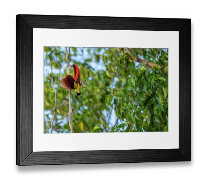 Framed Print : Red bird of paradise (Paradisaea rubra) male, perched on dead branch, displaying, Waigeo Island, Raja Ampat, West Papua, Indonesia
