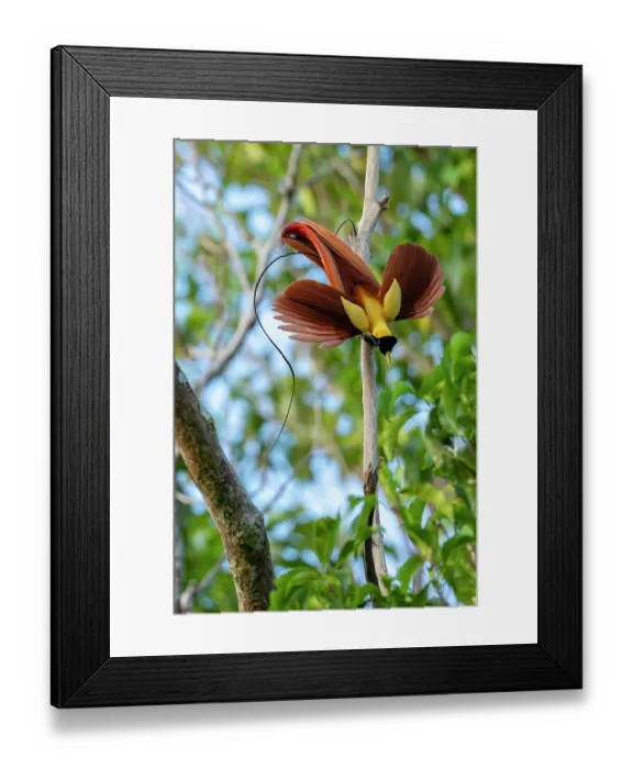 Framed Print : Red bird of paradise (Paradisaea rubra) male, perched on dead branch, displaying, Waigeo Island, Raja Ampat, West Papua, Indonesia Framed Print : Red bird of paradise (Paradisaea rubra) male, perched on dead branch, displaying, Waigeo Island, Raja Ampat, West Papua, Indonesia