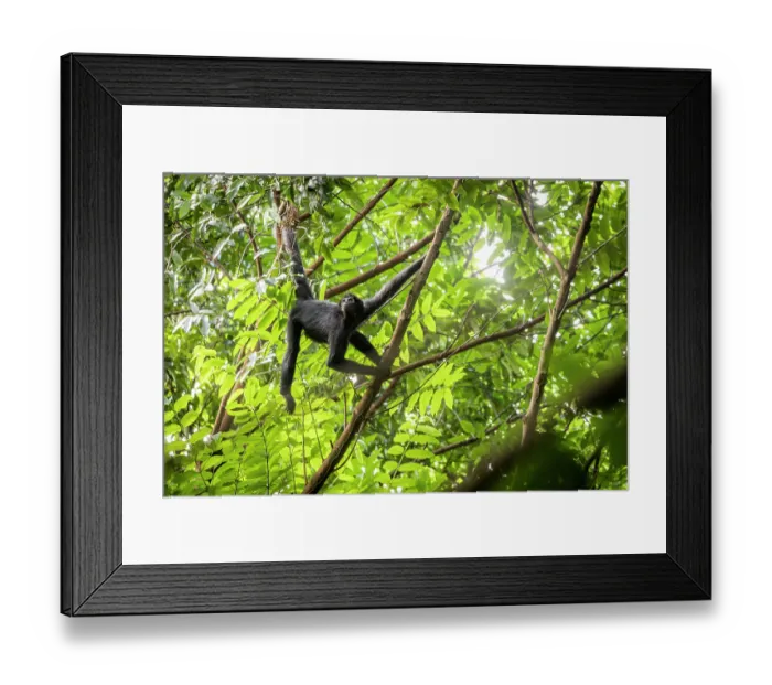 Framed Print : Colombian spider monkey (Ateles fusciceps rufiventris) hanging between branches in forest, Marimonda, Necocli, Colombia. Endangered Framed Print : Colombian spider monkey (Ateles fusciceps rufiventris) hanging between branches in forest, Marimonda, Necocli, Colombia. Endangered