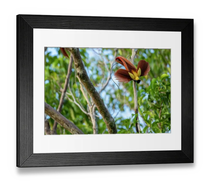 Framed Print : Red bird of paradise (Paradisaea rubra) male, perched on dead branch, displaying, Waigeo Island, Raja Ampat, West Papua, Indonesia Framed Print : Red bird of paradise (Paradisaea rubra) male, perched on dead branch, displaying, Waigeo Island, Raja Ampat, West Papua, Indonesia