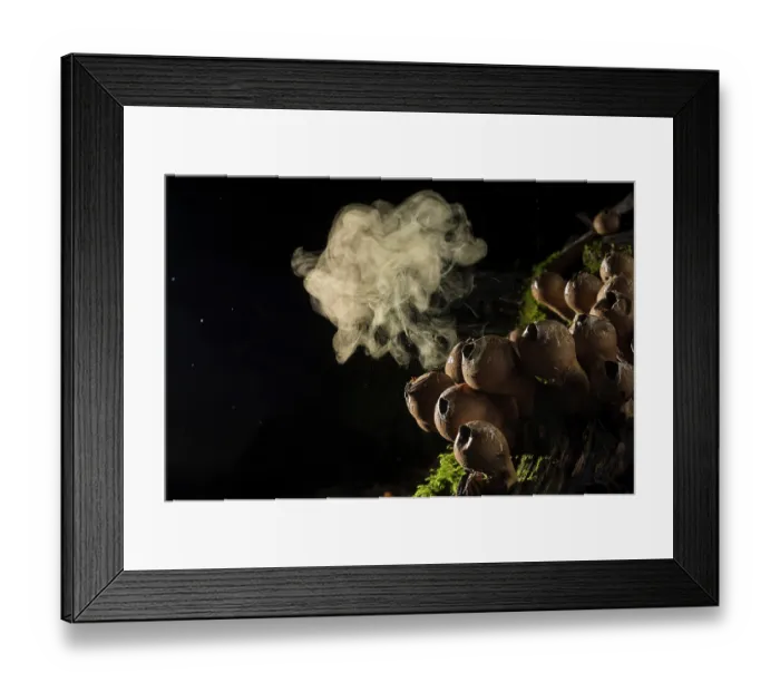 Framed Print : Pear-shaped puffball mushroom (Lycoperdon pyriforme) group of fruiting bodies with an individual emitting spores after being hit by raindrops, Italy. November Framed Print : Pear-shaped puffball mushroom (Lycoperdon pyriforme) group of fruiting bodies with an individual emitting spores after being hit by raindrops, Italy. November