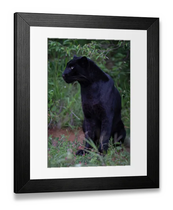 Framed Print : Melanistic Leopard / black Panther (Panthera pardus) portrait, Laikipia plateau, Kenya Framed Print : Melanistic Leopard / black Panther (Panthera pardus) portrait, Laikipia plateau, Kenya