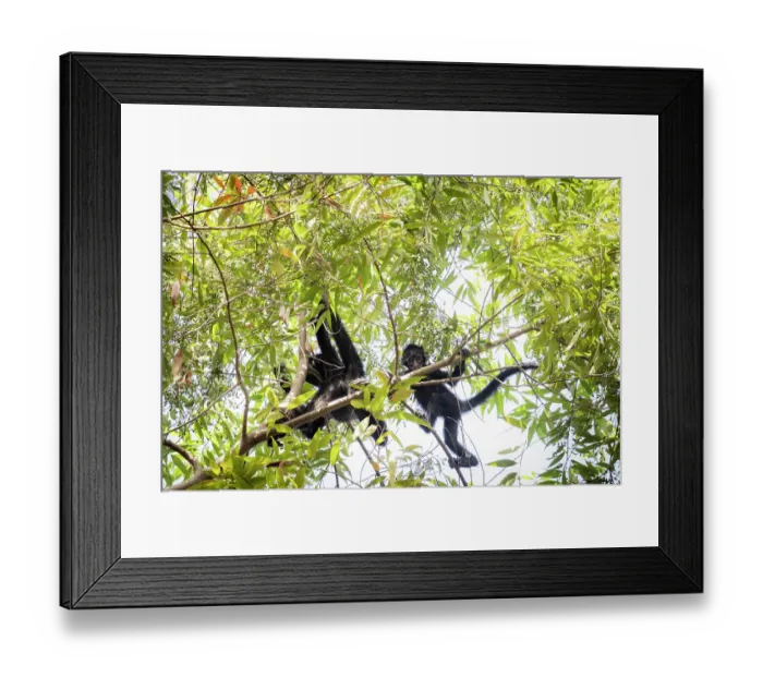 Framed Print : Two Colombian spider monkeys (Ateles fusciceps rufiventris) climbing in tree top, Marimonda, Necocli, Colombia. Endangered Framed Print : Two Colombian spider monkeys (Ateles fusciceps rufiventris) climbing in tree top, Marimonda, Necocli, Colombia. Endangered
