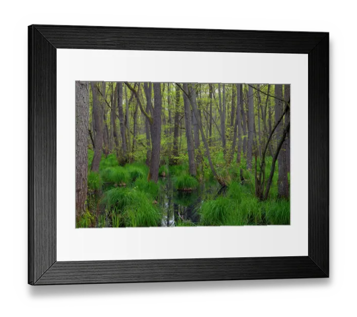 Framed Print : Swamp forest, dominated by Black alder (Alnus glutinosa) trees, Western Pomerania Lagoon Area National Park, Mecklenburg-Western Pomerania, Germany. May, 2021 Framed Print : Swamp forest, dominated by Black alder (Alnus glutinosa) trees, Western Pomerania Lagoon Area National Park, Mecklenburg-Western Pomerania, Germany. May, 2021