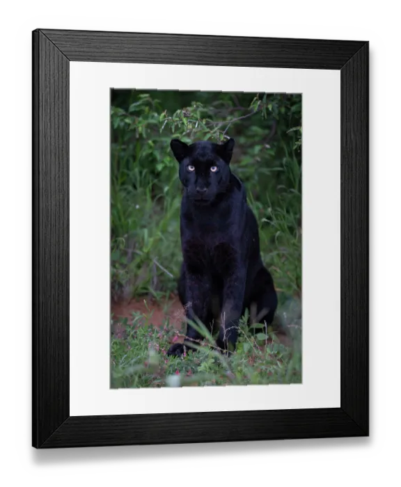 Framed Print : Melanistic Leopard / black Panther (Panthera pardus) portrait, Laikipia plateau, Kenya Framed Print : Melanistic Leopard / black Panther (Panthera pardus) portrait, Laikipia plateau, Kenya