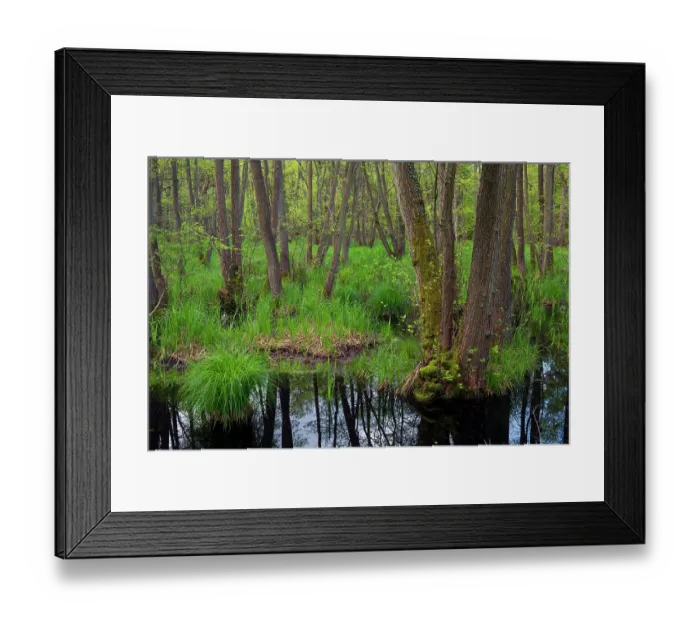 Framed Print : Swamp forest, dominated by Black alder (Alnus glutinosa) trees, Western Pomerania Lagoon Area National Park, Mecklenburg-Western Pomerania, Germany. May, 2021 Framed Print : Swamp forest, dominated by Black alder (Alnus glutinosa) trees, Western Pomerania Lagoon Area National Park, Mecklenburg-Western Pomerania, Germany. May, 2021