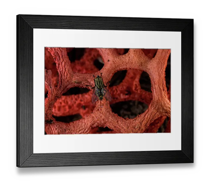 Framed Print : RF - Red cage (Clathrus ruber) blooming on chopped woods in a urban park with Common flesh fly (Sarcophaga carnaria) consuming its smelly liquids, Genova, Italy. May Framed Print : RF - Red cage (Clathrus ruber) blooming on chopped woods in a urban park with Common flesh fly (Sarcophaga carnaria) consuming its smelly liquids, Genova, Italy. May