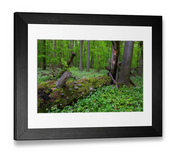 Framed Print : Wild garlic (Allium ursinum) in flower in European beech (Fagus sylvatica) forest with moss-covered fallen tree, UNESCO World heritage, Hainich National Park, Thuringia, Germany Framed Print : Wild garlic (Allium ursinum) in flower in European beech (Fagus sylvatica) forest with moss-covered fallen tree, UNESCO World heritage, Hainich National Park, Thuringia, Germany