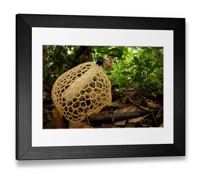 Framed Print : Veiled stinkhorn fungus (Phallus indusiatus) growing among leaf litter in lowland rainforest, Kinabatangan River, Sabah, Borneo Framed Print : Veiled stinkhorn fungus (Phallus indusiatus) growing among leaf litter in lowland rainforest, Kinabatangan River, Sabah, Borneo