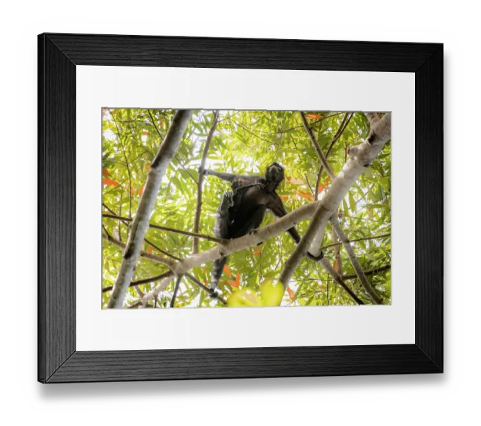 Framed Print : Colombian spider monkey (Ateles fusciceps rufiventris) female, carrying infant, climbing along branch, Marimonda, Necocli, Colombia. Endangered Framed Print : Colombian spider monkey (Ateles fusciceps rufiventris) female, carrying infant, climbing along branch, Marimonda, Necocli, Colombia. Endangered