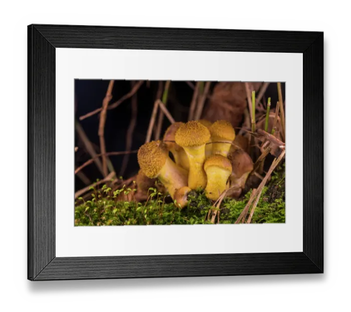 Framed Print : Honey fungus (Armillaria cepistipes), Italy. October Framed Print : Honey fungus (Armillaria cepistipes), Italy. October