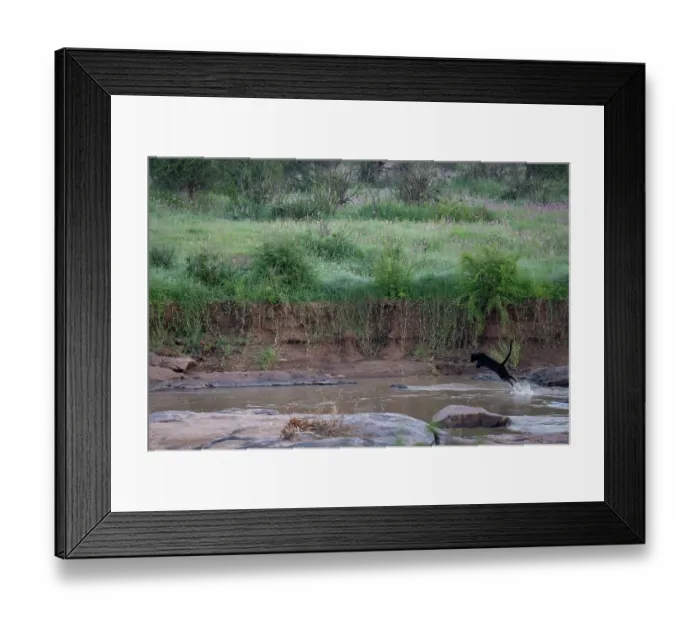 Framed Print : Melanistic Leopard / black Panther (Panthera pardus) leaping through river, Laikipia plateau, Kenya Framed Print : Melanistic Leopard / black Panther (Panthera pardus) leaping through river, Laikipia plateau, Kenya
