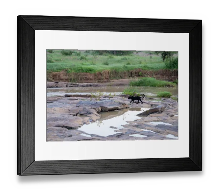 Framed Print : Melanistic Leopard  /  black Panther (Panthera pardus) walking in shallow river, Laikipia plateau, Kenya