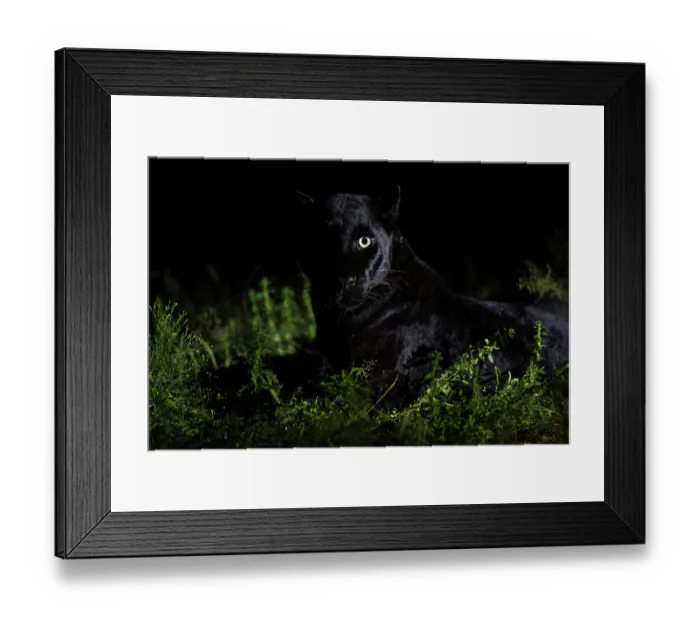 Framed Print : Melanistic Leopard / black Panther (Panthera pardus) portrait, Laikipia plateau, Kenya Framed Print : Melanistic Leopard / black Panther (Panthera pardus) portrait, Laikipia plateau, Kenya