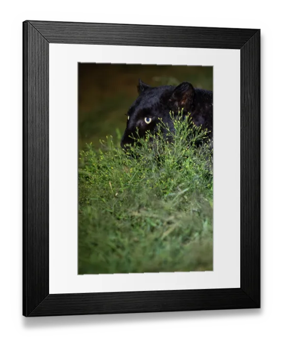Framed Print : Melanistic Leopard / black Panther (Panthera pardus) portrait, Laikipia plateau, Kenya Framed Print : Melanistic Leopard / black Panther (Panthera pardus) portrait, Laikipia plateau, Kenya