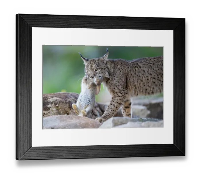 Framed Print : Iberian lynx (Lynx pardinus) carrying Rabbit (Oryctolagus cuniculus) prey in mouth, Sierra de Andujar, Andalucia, Spain. January Framed Print : Iberian lynx (Lynx pardinus) carrying Rabbit (Oryctolagus cuniculus) prey in mouth, Sierra de Andujar, Andalucia, Spain. January