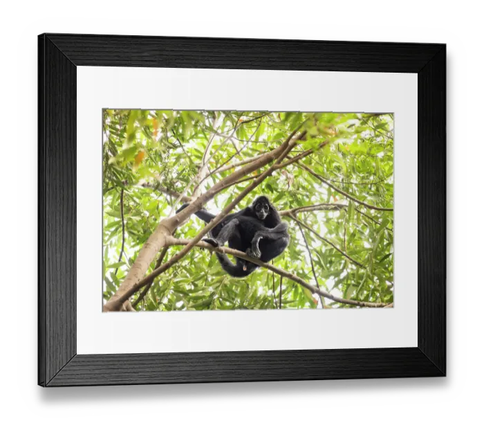 Framed Print : Colombian spider monkey (Ateles fusciceps rufiventris) female, sitting on branch looking down, Marimonda, Necocli, Colombia. Endangered Framed Print : Colombian spider monkey (Ateles fusciceps rufiventris) female, sitting on branch looking down, Marimonda, Necocli, Colombia. Endangered