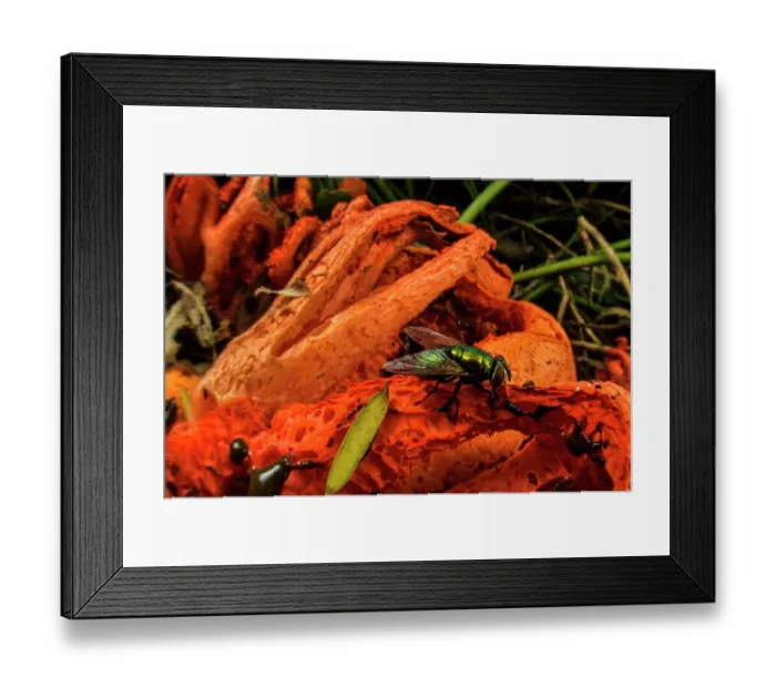 Framed Print : Red cage (Clathrus ruber) fungus blooming on chopped woods in a urban park with Common greenbottle fly (Lucilia sericata) consuming its smelly liquids, Genoa, Italy. May Framed Print : Red cage (Clathrus ruber) fungus blooming on chopped woods in a urban park with Common greenbottle fly (Lucilia sericata) consuming its smelly liquids, Genoa, Italy. May