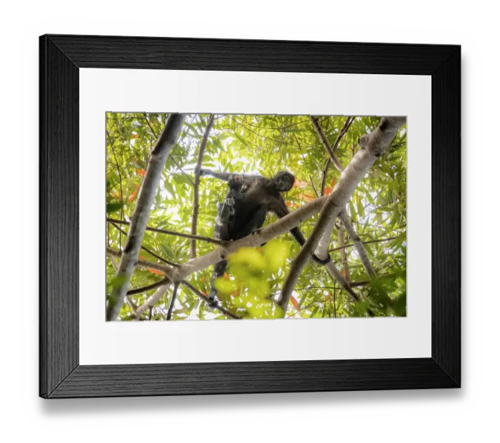 Framed Print : Colombian spider monkey (Ateles fusciceps rufiventris) female, carrying infant, climbing along branch, Marimonda, Necocli, Colombia. Endangered Framed Print : Colombian spider monkey (Ateles fusciceps rufiventris) female, carrying infant, climbing along branch, Marimonda, Necocli, Colombia. Endangered