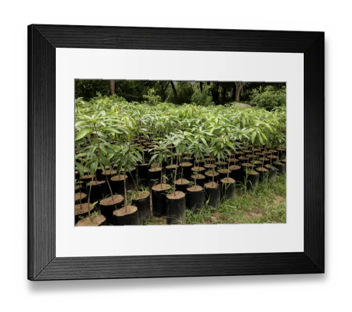 Framed Print : Young Mango trees (Mangifera indica) in a nursery, part of a reforestation project, Sierra Nevada de Santa Marta, Colombia. November, 2021 Framed Print : Young Mango trees (Mangifera indica) in a nursery, part of a reforestation project, Sierra Nevada de Santa Marta, Colombia. November, 2021