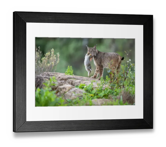 Framed Print : Iberian lynx (Lynx pardinus) with Rabbit (Oryctolagus cuniculus) prey in mouth, Sierra de Andujar, Andalucia, Spain. January Framed Print : Iberian lynx (Lynx pardinus) with Rabbit (Oryctolagus cuniculus) prey in mouth, Sierra de Andujar, Andalucia, Spain. January