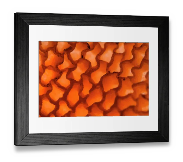 Framed Print : Orange pore fungus (Favolaschia claudopus) gills detail, Genoa, Italy. November Framed Print : Orange pore fungus (Favolaschia claudopus) gills detail, Genoa, Italy. November