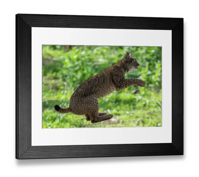 Framed Print : Iberian lynx (Lynx pardinus) leaping, Sierra de Andujar, Andalucia, Spain. January Framed Print : Iberian lynx (Lynx pardinus) leaping, Sierra de Andujar, Andalucia, Spain. January