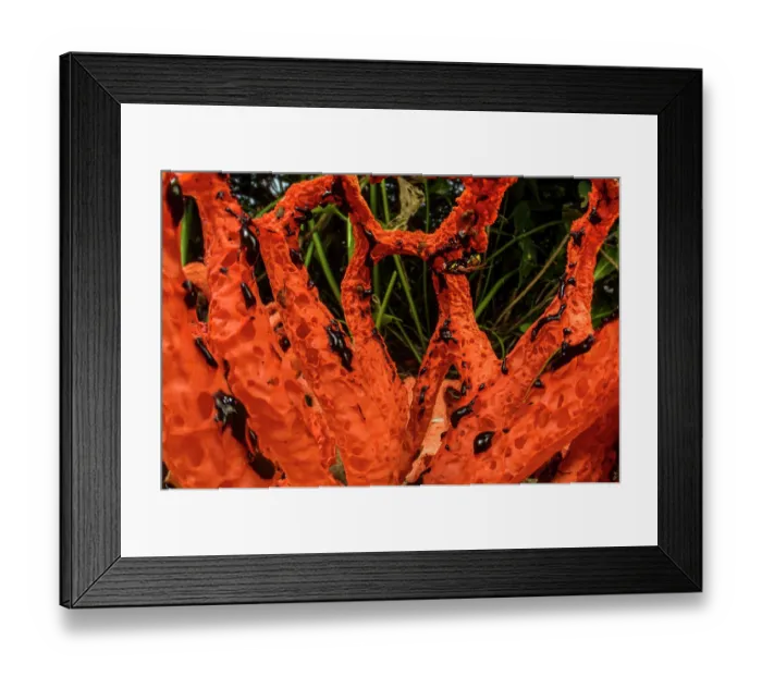 Framed Print : Red cage (Clathrus ruber) fungus blooming on chopped woods in a urban park with Common greenbottle fly (Lucilia sericata) consuming its smelly liquids, Genoa, Italy. May Framed Print : Red cage (Clathrus ruber) fungus blooming on chopped woods in a urban park with Common greenbottle fly (Lucilia sericata) consuming its smelly liquids, Genoa, Italy. May
