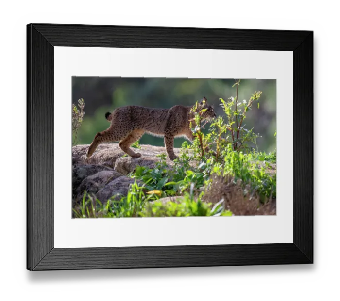 Framed Print : Iberian lynx (Lynx pardinus) walking over rocks, Sierra de Andujar, Andalucia, Spain. January Framed Print : Iberian lynx (Lynx pardinus) walking over rocks, Sierra de Andujar, Andalucia, Spain. January