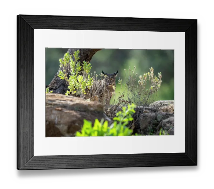 Framed Print : Iberian lynx (Lynx pardinus) standing on rocks among vegetation, Sierra de Andujar, Andalucia, Spain. January Framed Print : Iberian lynx (Lynx pardinus) standing on rocks among vegetation, Sierra de Andujar, Andalucia, Spain. January