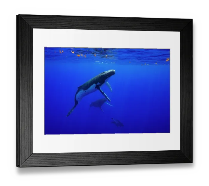 Framed Print : Two Humpback whales (Megaptera novaeangliae) playing with two Short finned pilot whales (Globicephala macrorhynchus), off Moorea, French Polynesia, Pacific Ocean Framed Print : Two Humpback whales (Megaptera novaeangliae) playing with two Short finned pilot whales (Globicephala macrorhynchus), off Moorea, French Polynesia, Pacific Ocean
