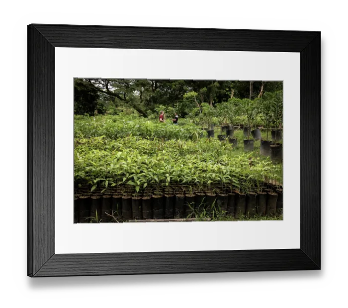 Framed Print : Young Caoba trees (Swietenia macrophylla) in a nursery before being transported to a reforestation location, Sierra Nevada de Santa Marta, Colombia. November, 2021 Framed Print : Young Caoba trees (Swietenia macrophylla) in a nursery before being transported to a reforestation location, Sierra Nevada de Santa Marta, Colombia. November, 2021