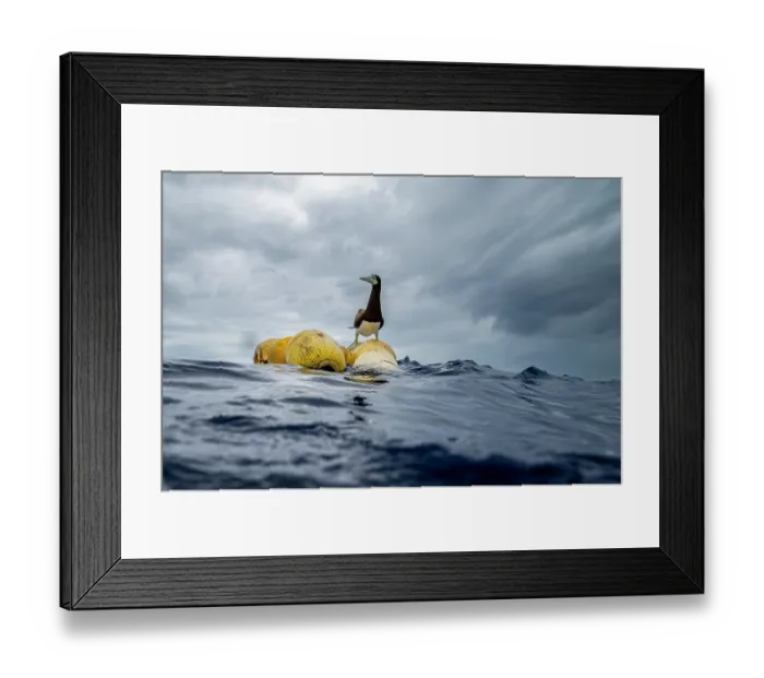 Framed Print : Brown booby (Sula leucogaster) perched on a FAD (Fish Aggregation Device) on the ocean surface, off Moorea, French Polynesia, Pacific Ocean Framed Print : Brown booby (Sula leucogaster) perched on a FAD (Fish Aggregation Device) on the ocean surface, off Moorea, French Polynesia, Pacific Ocean