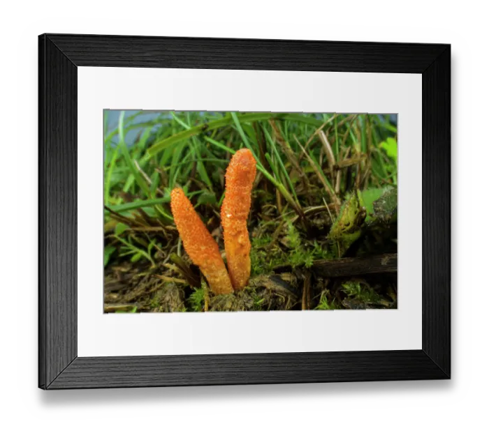 Framed Print : Caterpillar fungus (Cordyceps militaris) growing in grass, Isola del Cantone, Genoa, Italy. November Framed Print : Caterpillar fungus (Cordyceps militaris) growing in grass, Isola del Cantone, Genoa, Italy. November