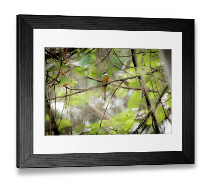 Framed Print : Rufous-tailed jacamar (Galbula ruficauda) perched on branch, Sierra Nevada de Santa Marta, Colombia Framed Print : Rufous-tailed jacamar (Galbula ruficauda) perched on branch, Sierra Nevada de Santa Marta, Colombia