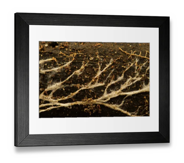 Framed Print : Mycelium on rotten log, Italy. February Framed Print : Mycelium on rotten log, Italy. February