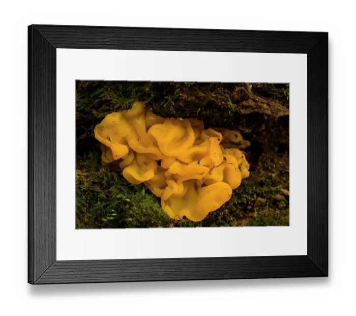 Framed Print : Yellow brain fungus (Tremella mesenterica) growing on a damp, rotten log, Portofino, Genoa, Italy. December Framed Print : Yellow brain fungus (Tremella mesenterica) growing on a damp, rotten log, Portofino, Genoa, Italy. December