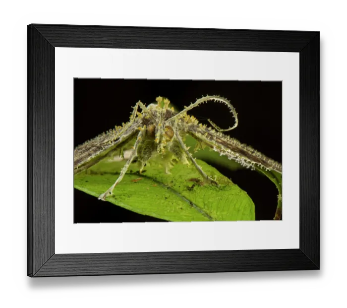 Framed Print : Moth parasitized and killed by fungus (Akanthomyces sp.), Peru Framed Print : Moth parasitized and killed by fungus (Akanthomyces sp.), Peru