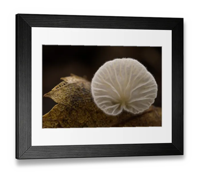 Framed Print : Scaly oysterling (Crepidotus calolepis) mushroom growing on dried leaf, Rome, Italy. February Framed Print : Scaly oysterling (Crepidotus calolepis) mushroom growing on dried leaf, Rome, Italy. February