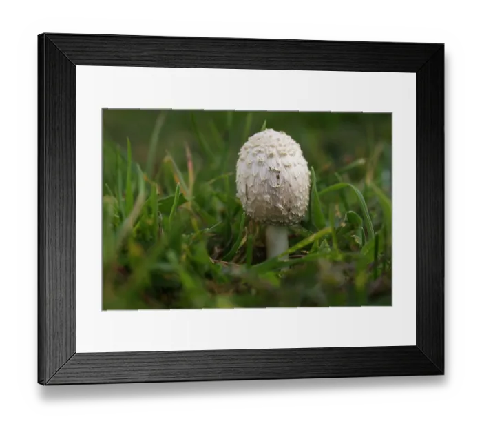 Framed Print : Ink cap fungus (Coprinus comatus) young fruiting body growing on grass, Tolfa, Rome, Italy. May Framed Print : Ink cap fungus (Coprinus comatus) young fruiting body growing on grass, Tolfa, Rome, Italy. May